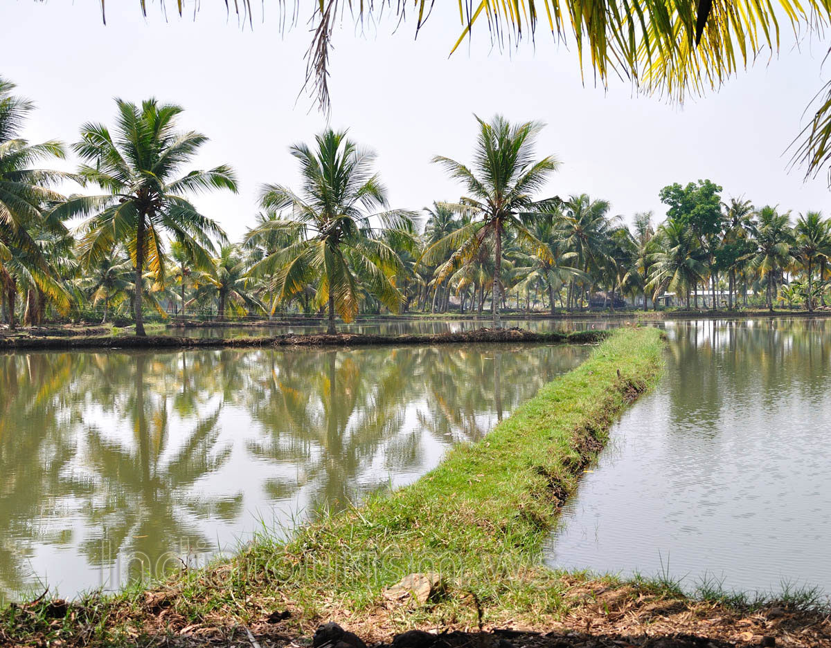 canoeing through the placid waters of Kerala