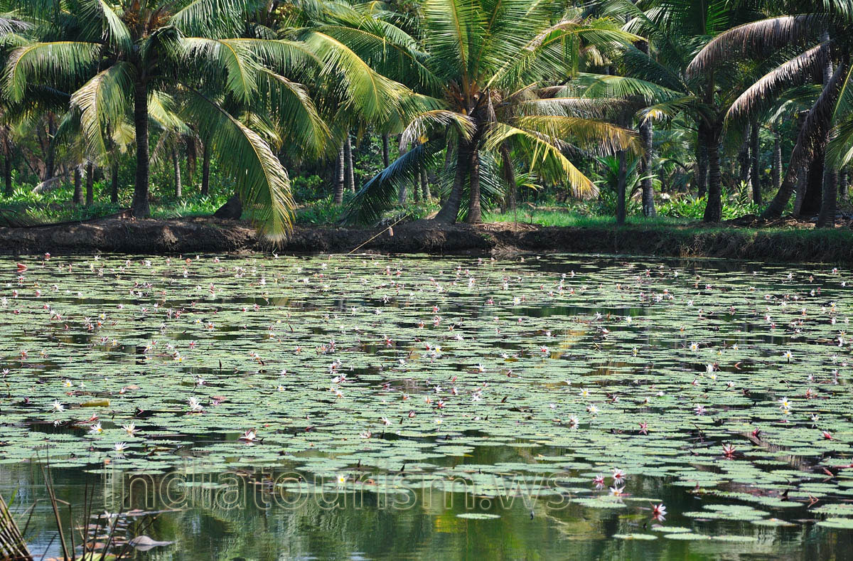 lake with blooming lilies