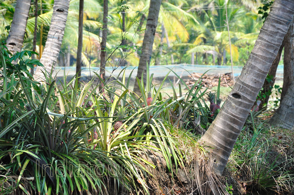 great quantity of pineapples great quantity of pineapples