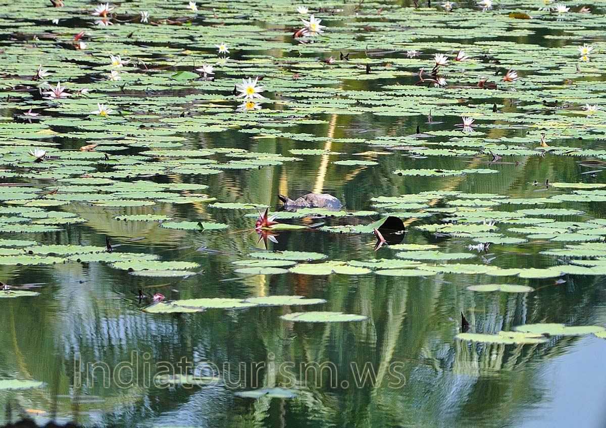 water turtle is in the lake between the lilies