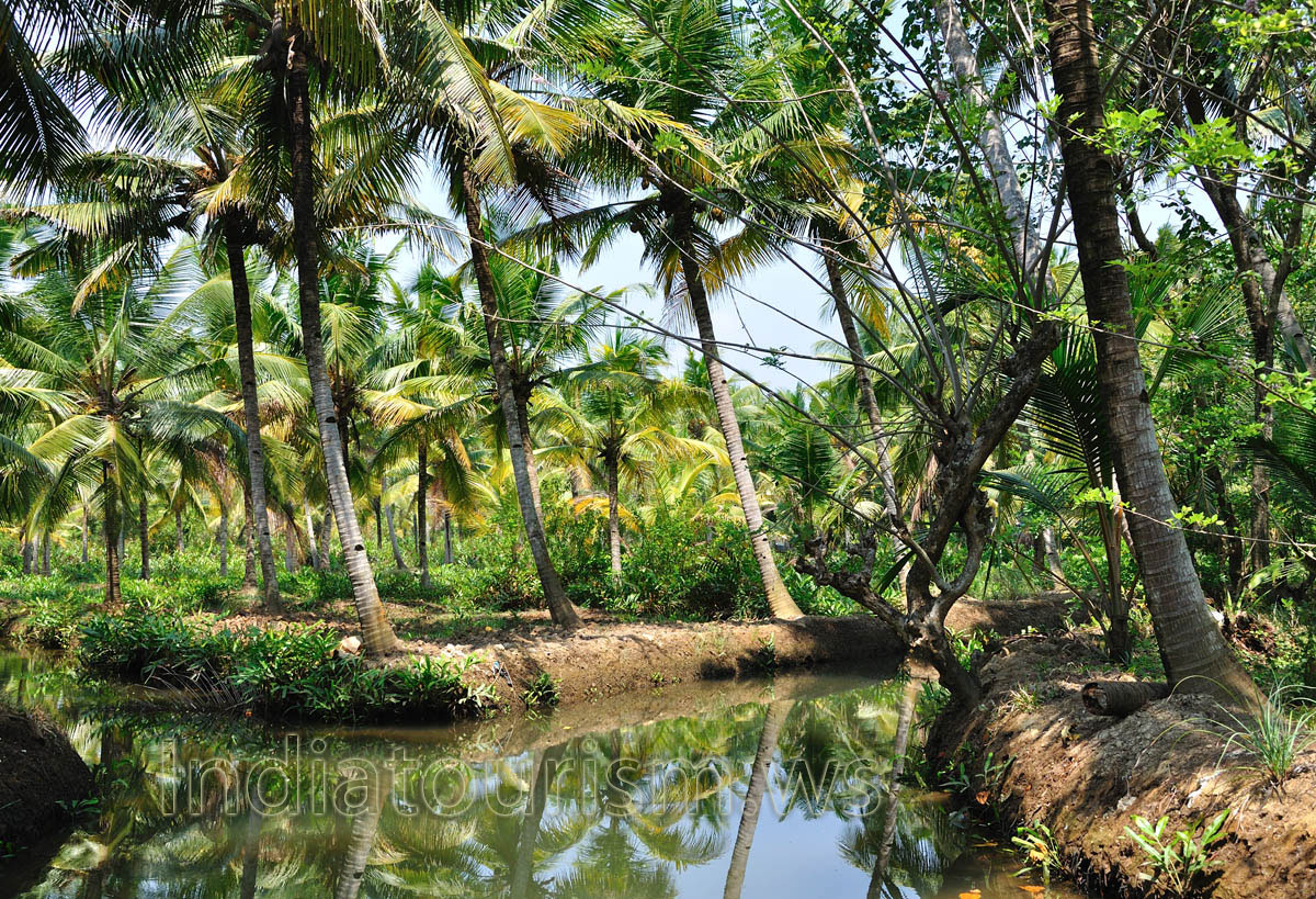 gliding along the vast green expanse of the backwaters is a unique, tranquil spectacle in the world