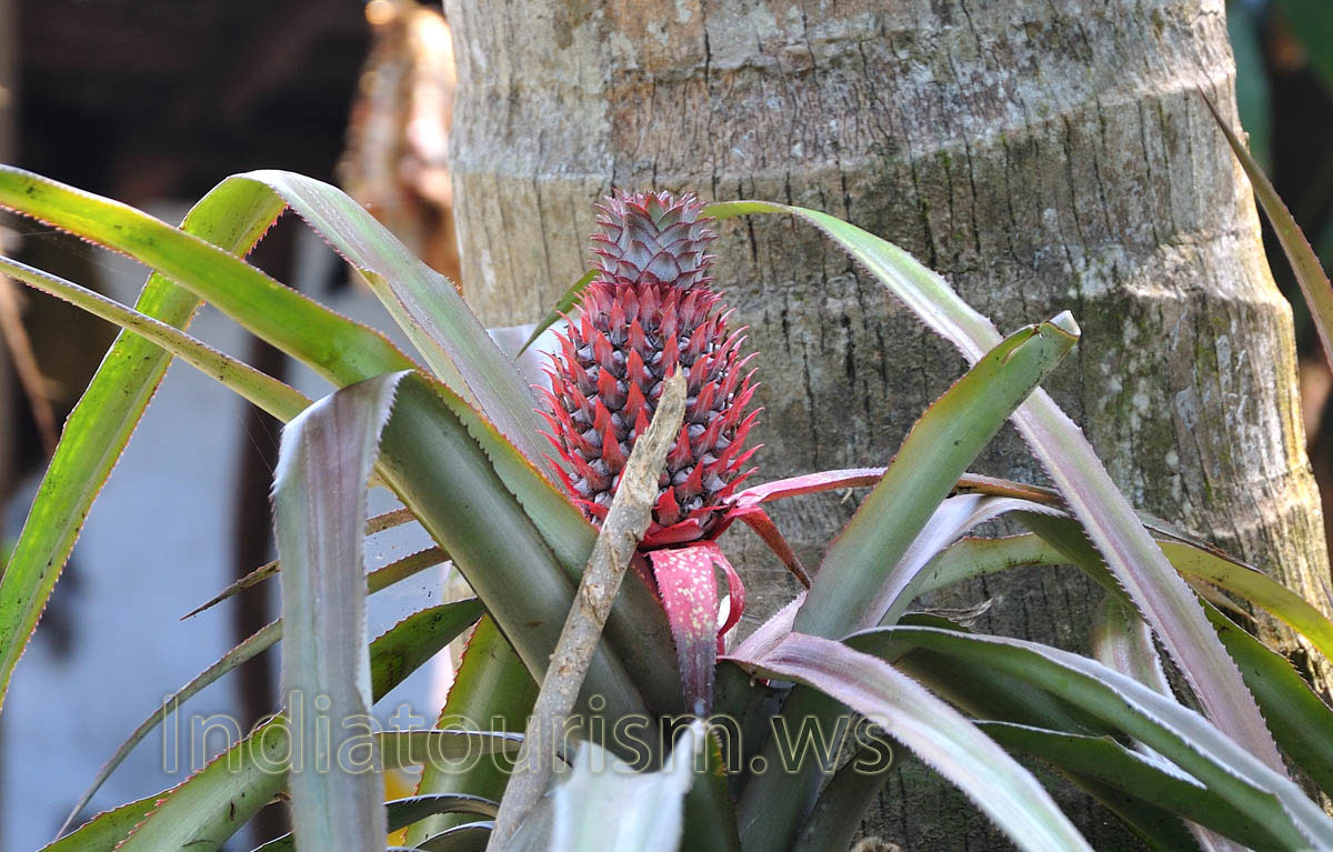 red pineapple