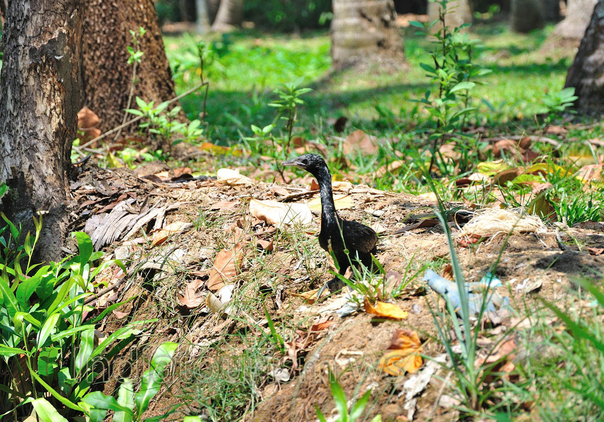 bird from the ducks species