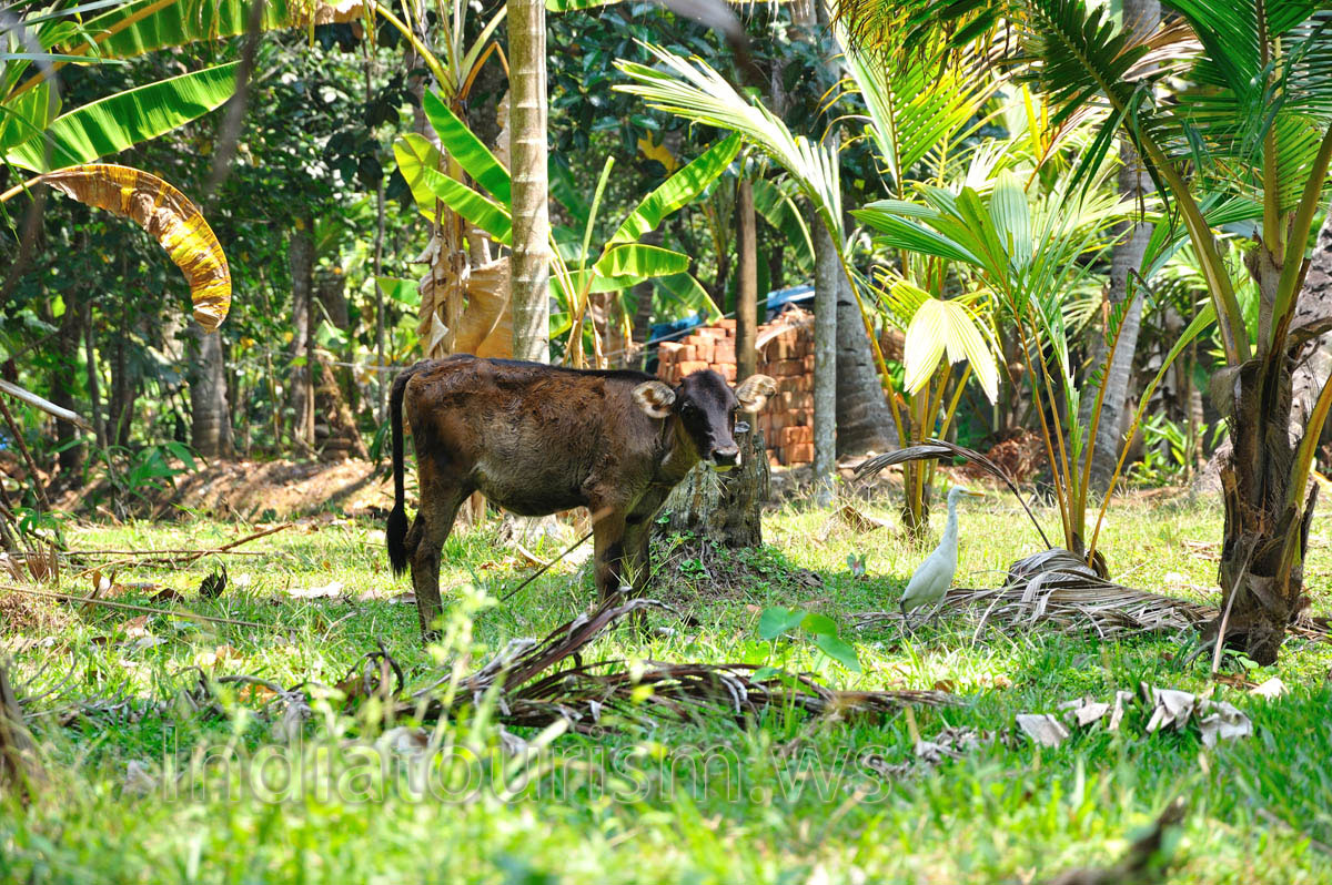 the calf is the baby of the cow