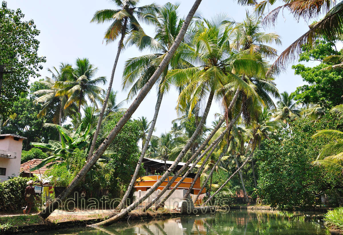 see green paddy fields and coir villages on water banks, while on a Kerala Backwater tour