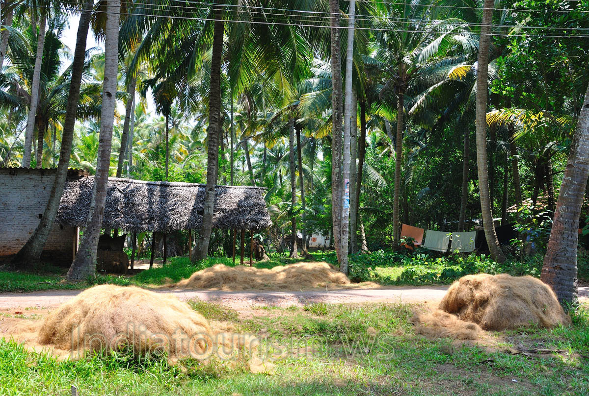 coconut coir heaps