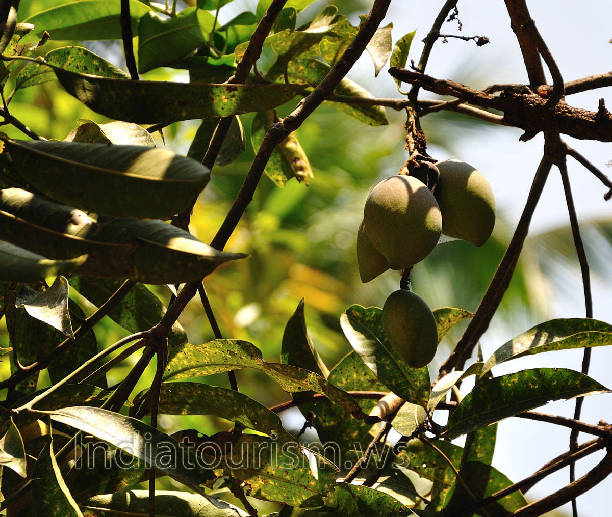 mango fruits on the tree mango fruits on the tree