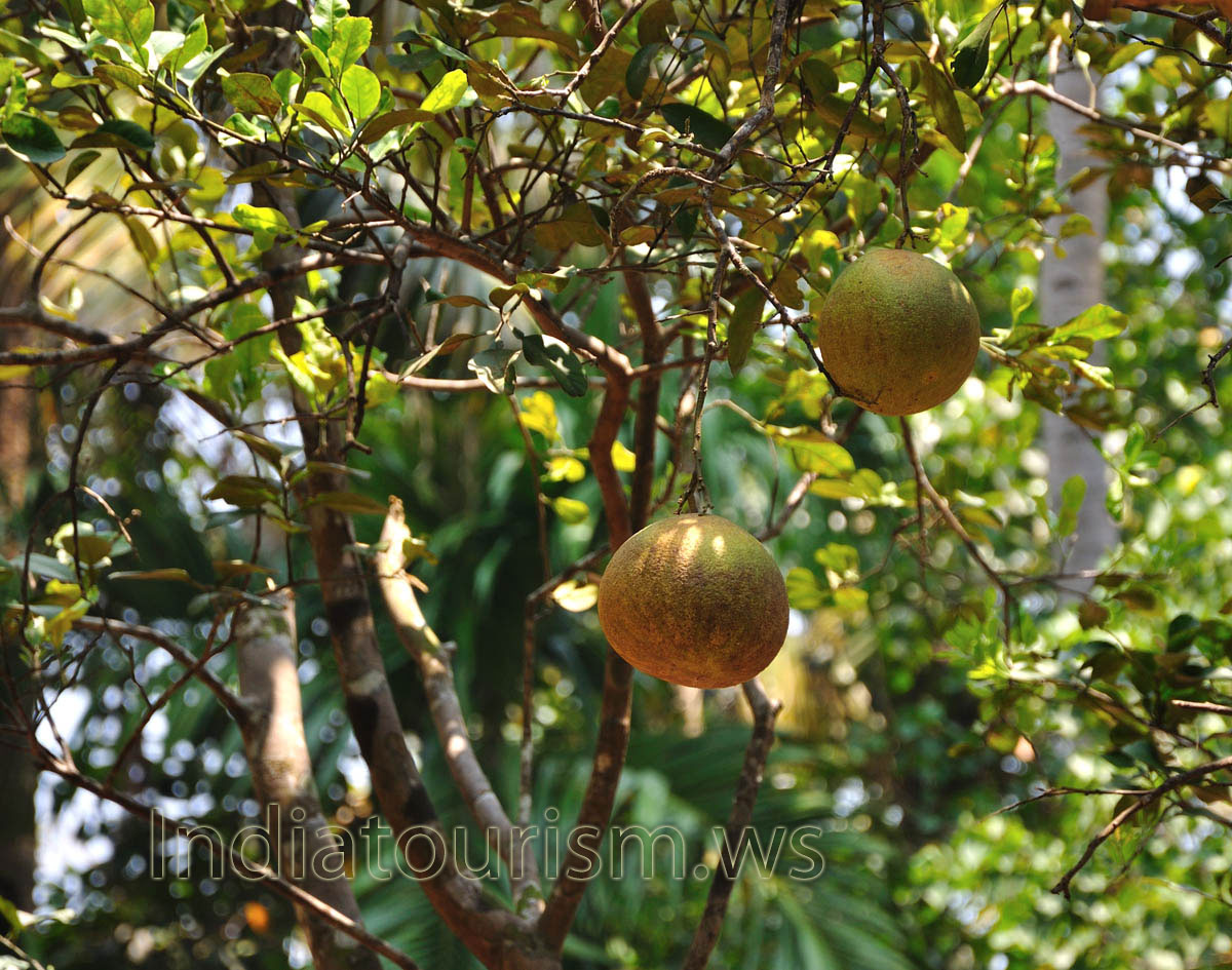 Wood apple (aegle marmelos)