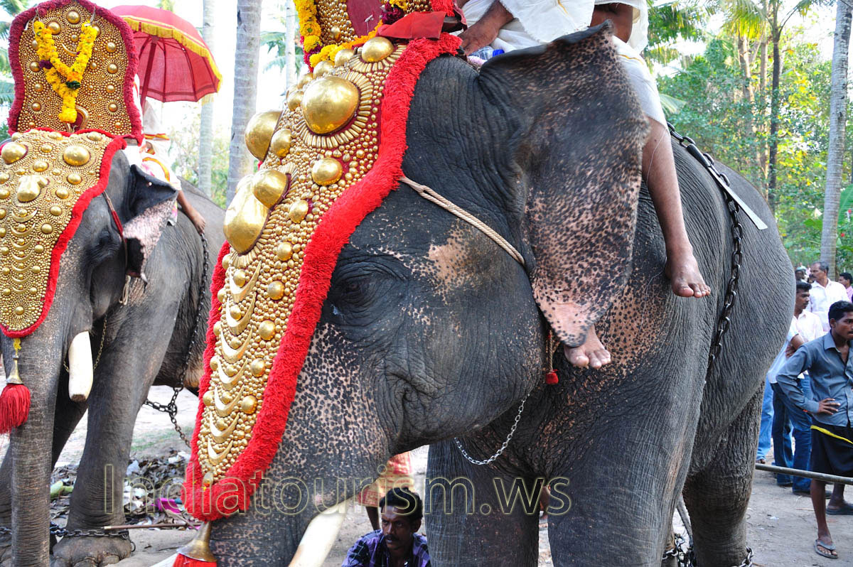 head of the elephant