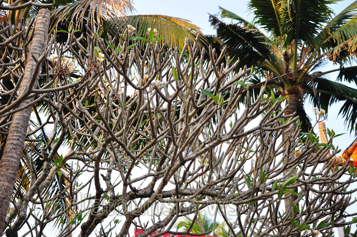 huge pachypodium tree with flowers
