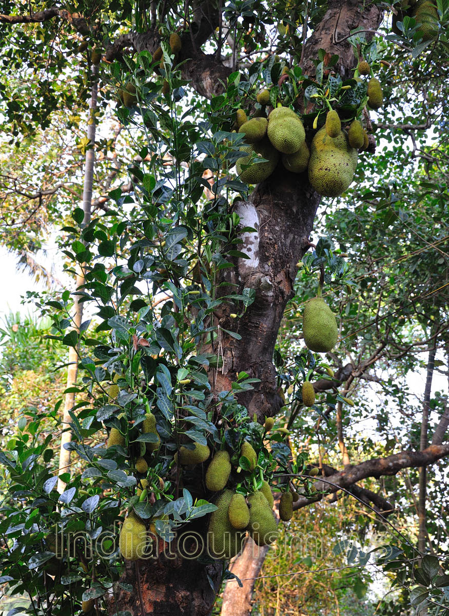 jackfruit