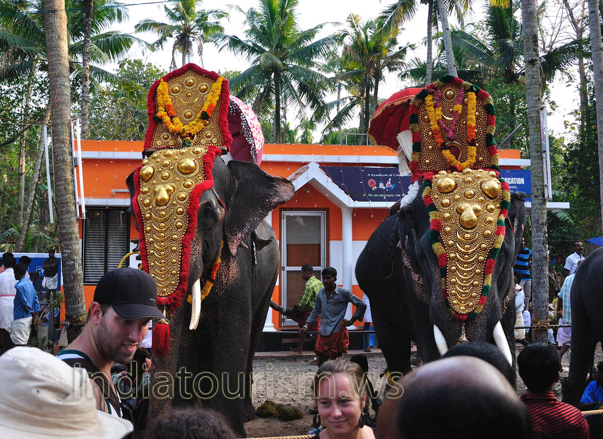 caparisoned elephants