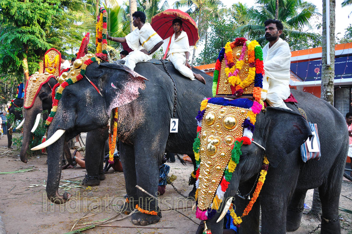 each elephant has its own number