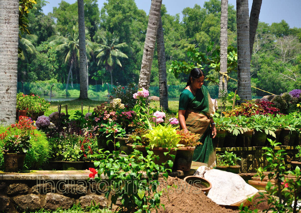 abundance of flowers