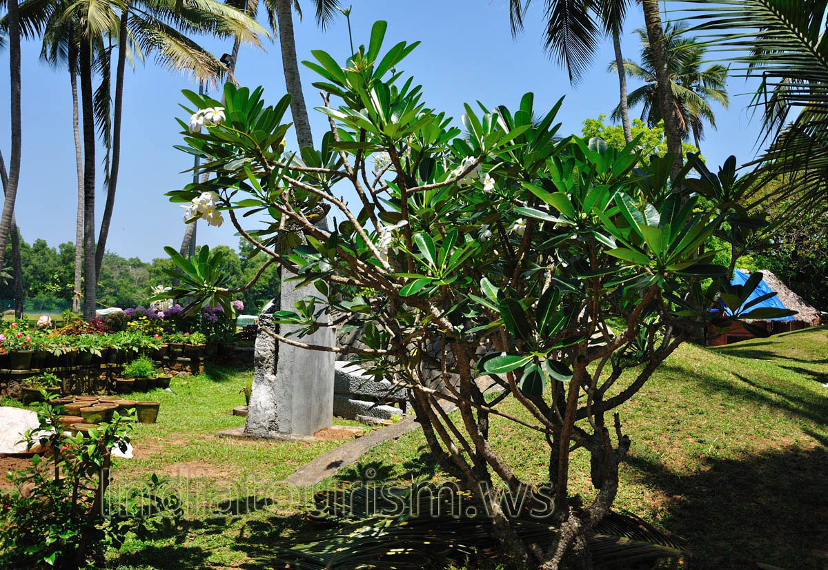 big pachypodium in flowers