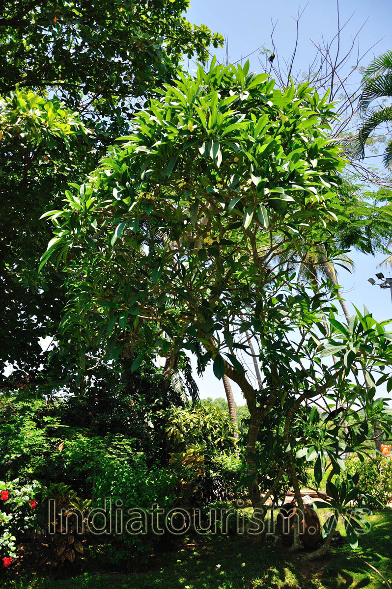 green tropical plant