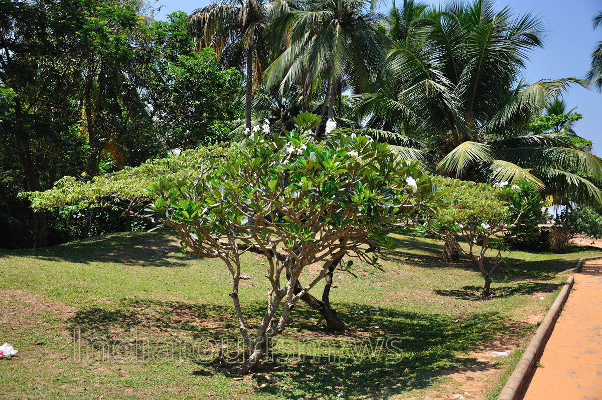 flourishing pachypodiums