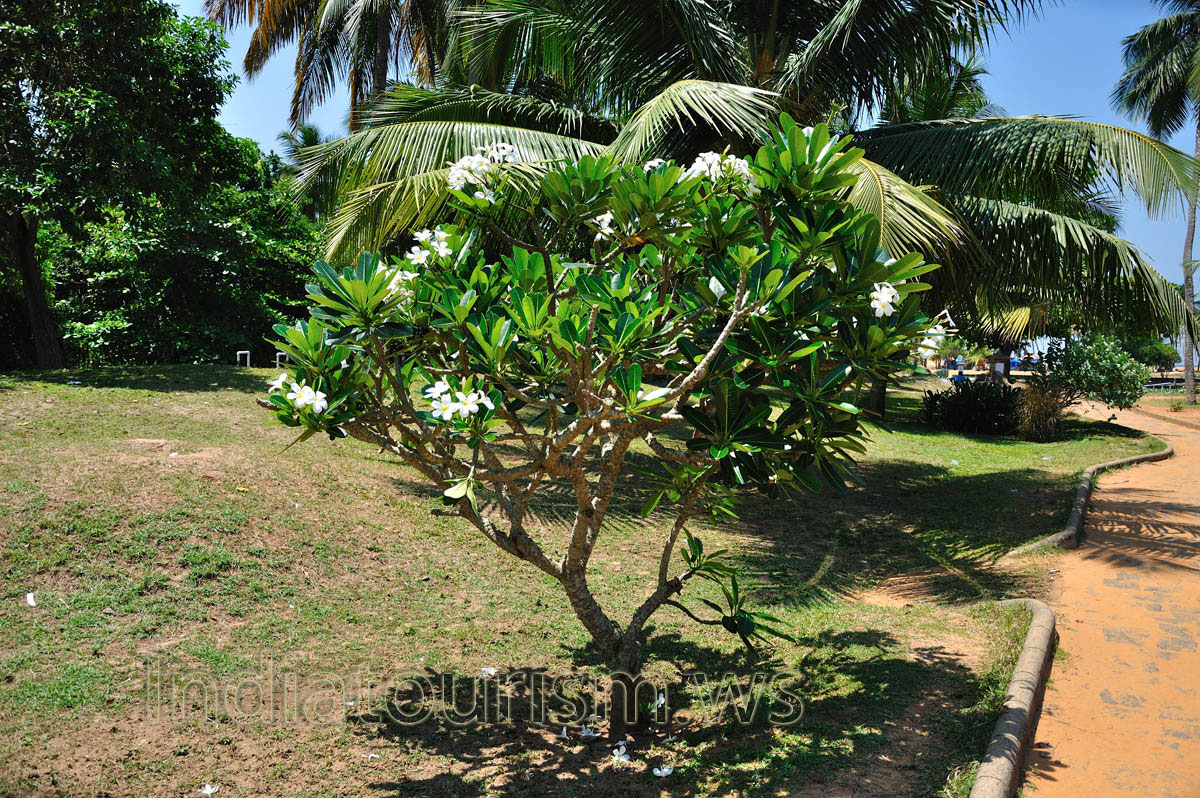 exotic pachypodium plant with bright white flowers