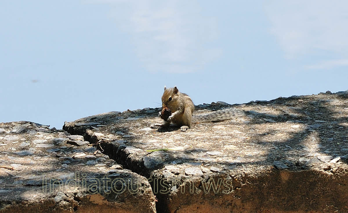 chipmunk, close-up view