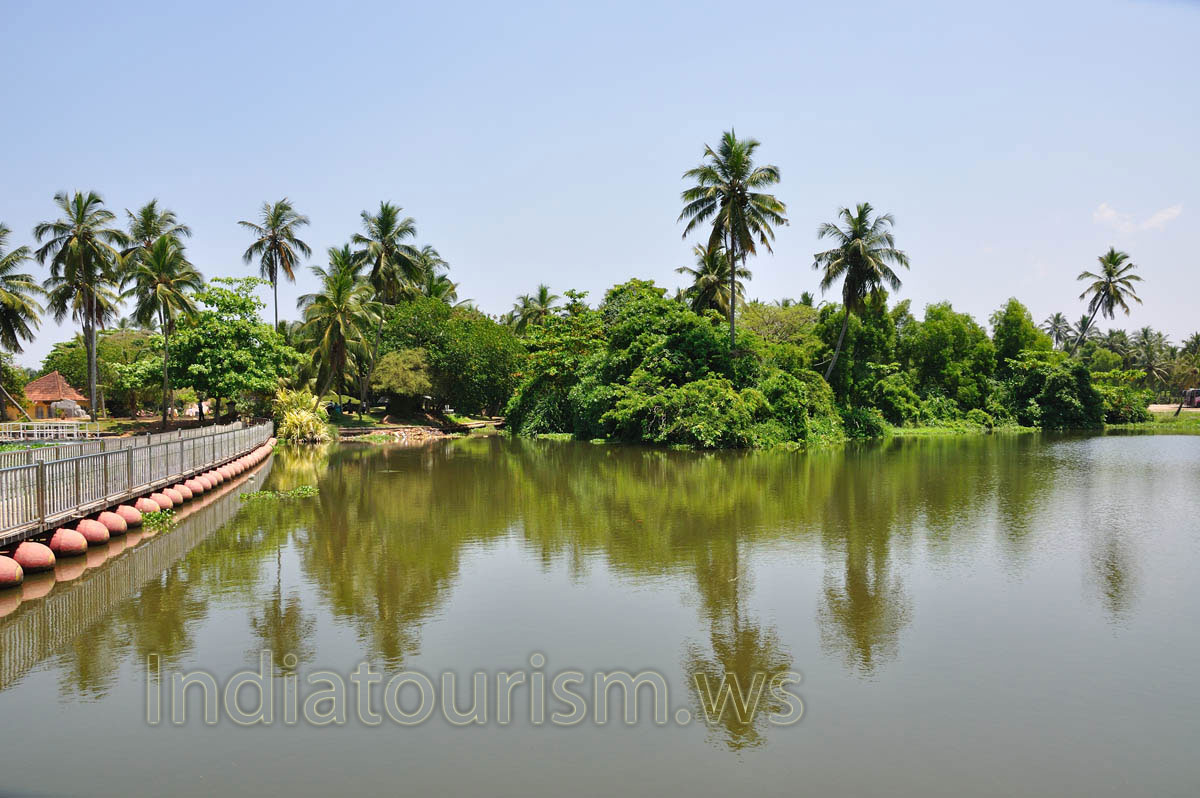 coconut palms in veli