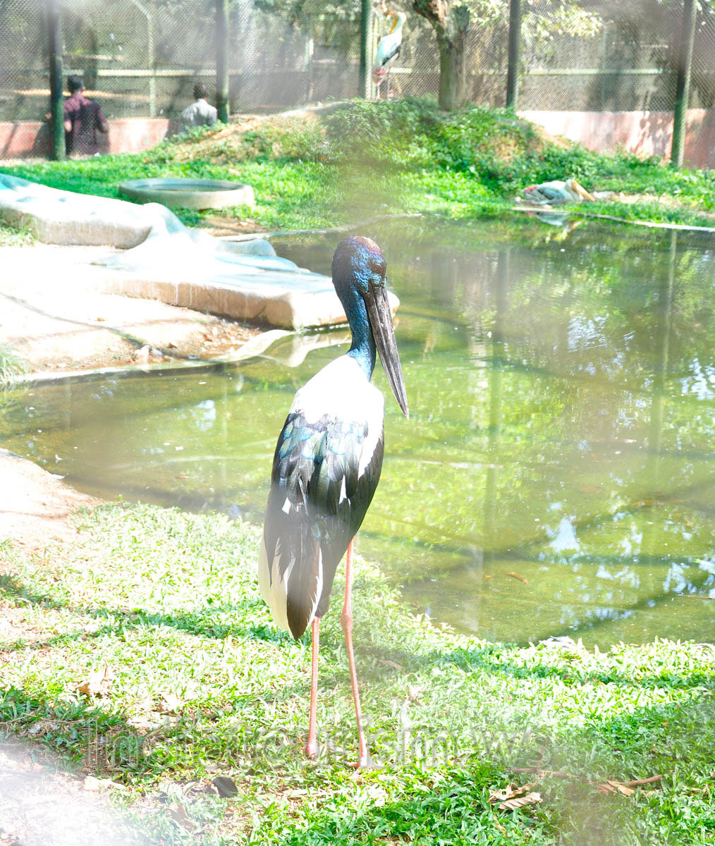 jabiru stork