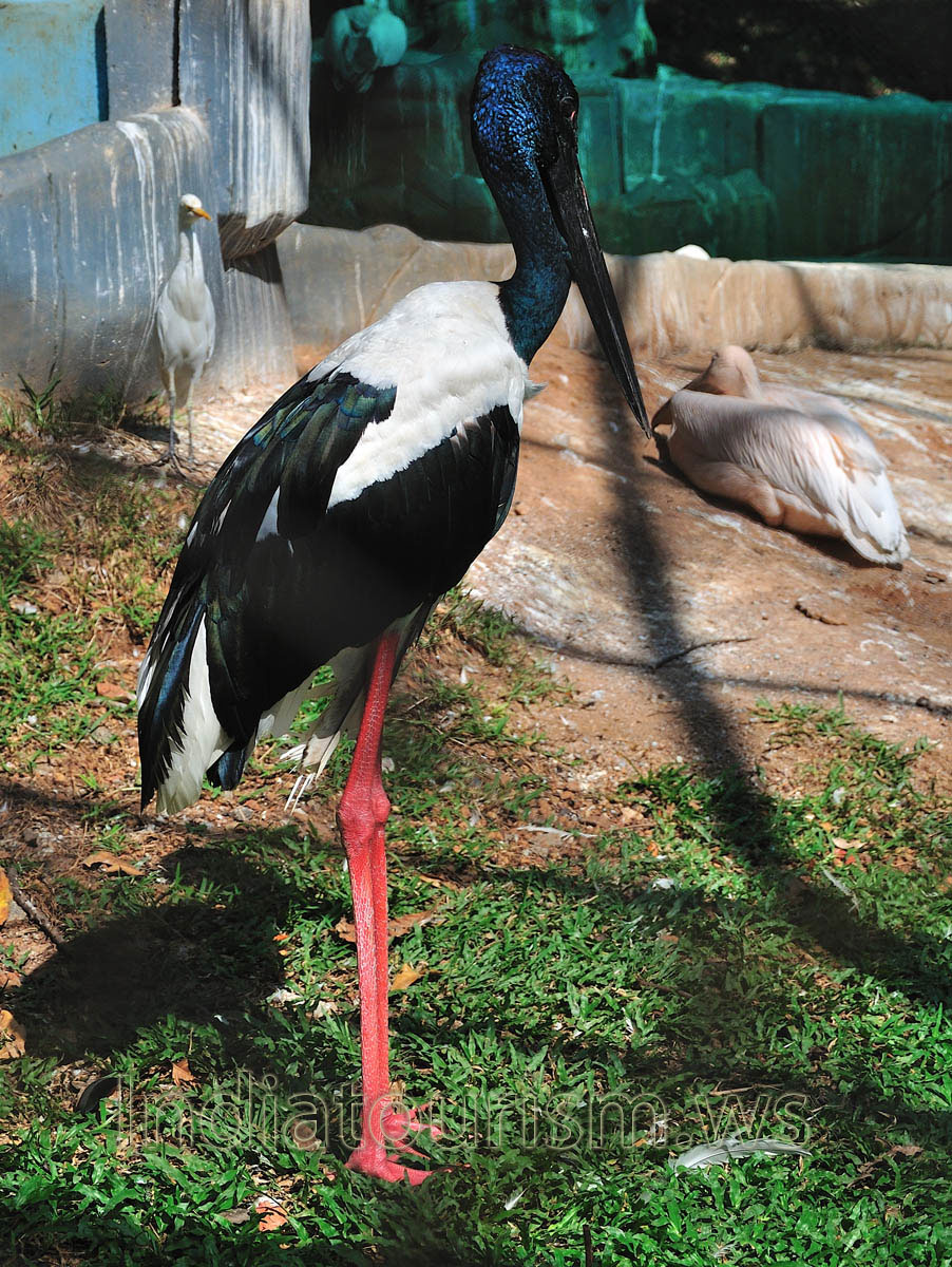 black-necked stork (Ephippiorhynchus asiaticus)