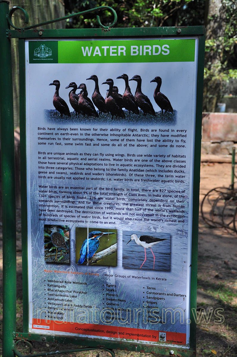poster about water birds