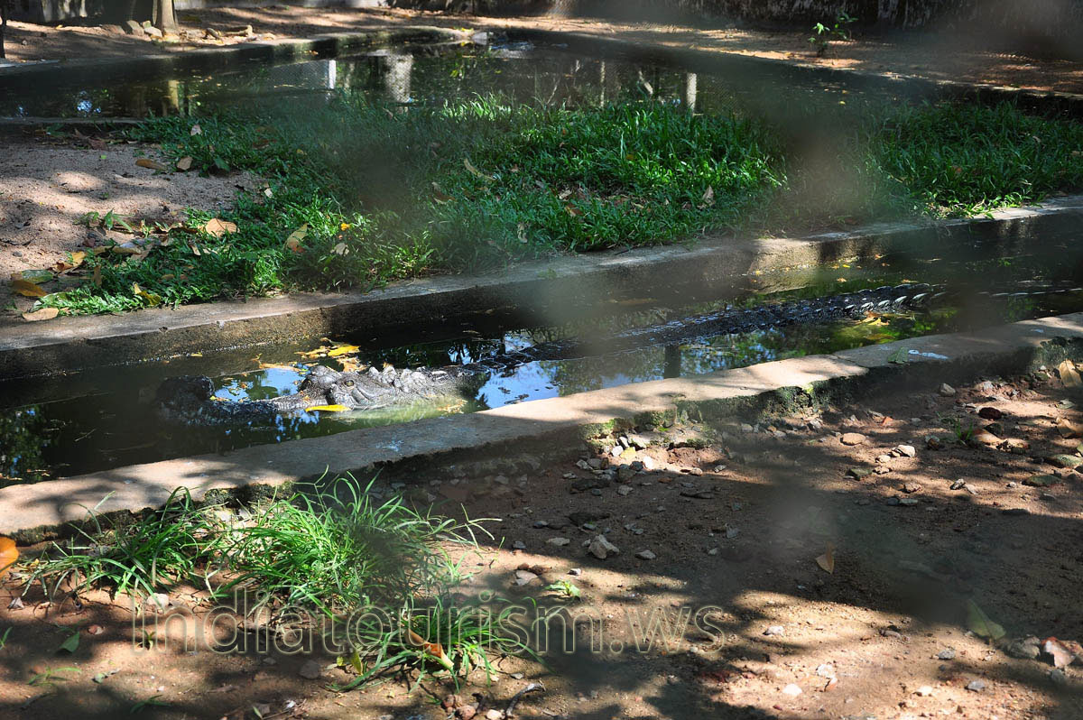 crocodile in the water