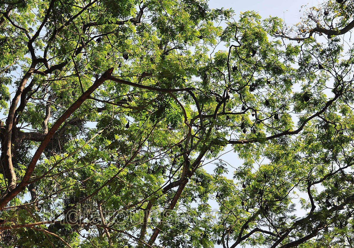 great quantity of big bats