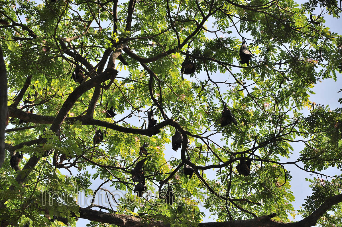 bats hang on the tree - Flying Fox (Pteropus giganteus)