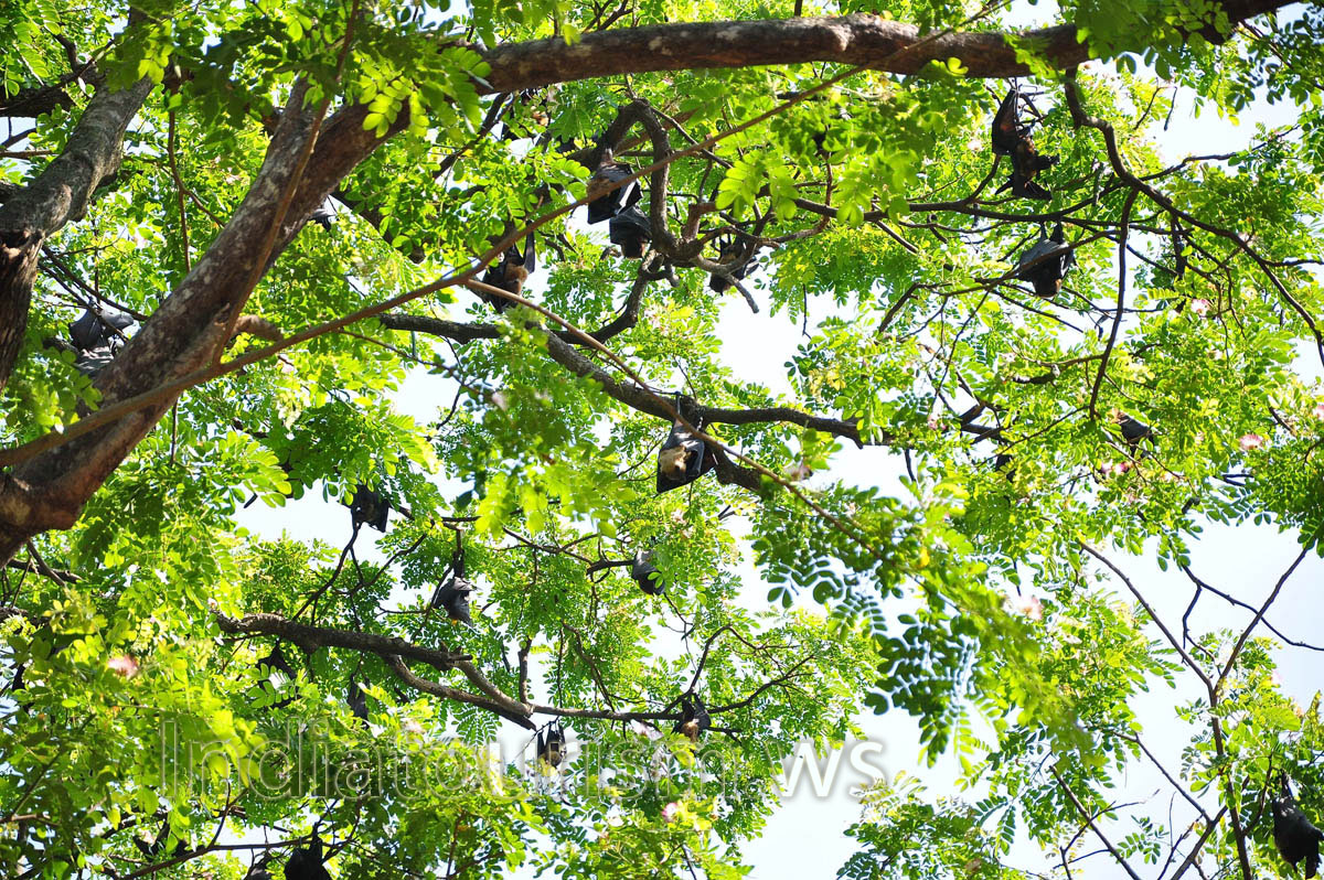 the size of bats is very big