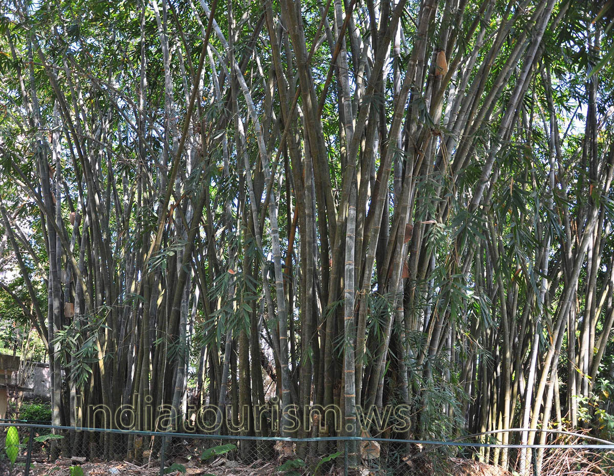 thicket of bamboo