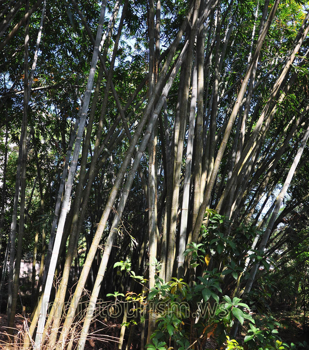 tall bamboo