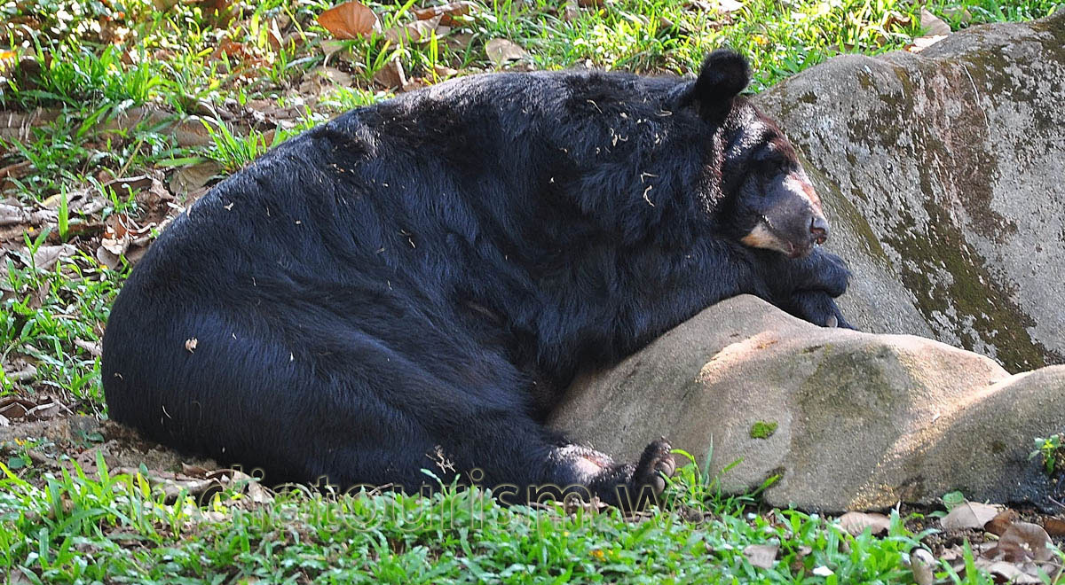 black bear