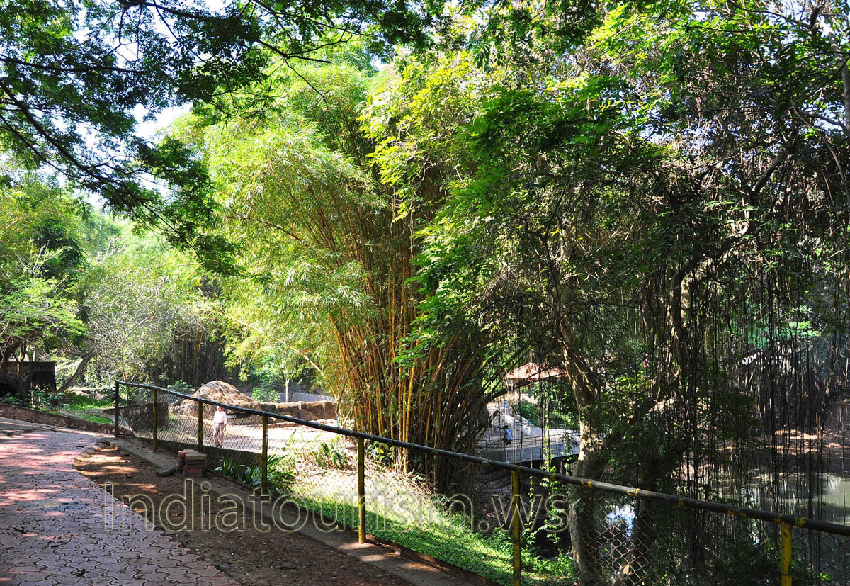 luxuriant vegetation