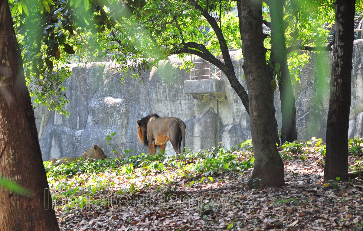 lion walks in the shade