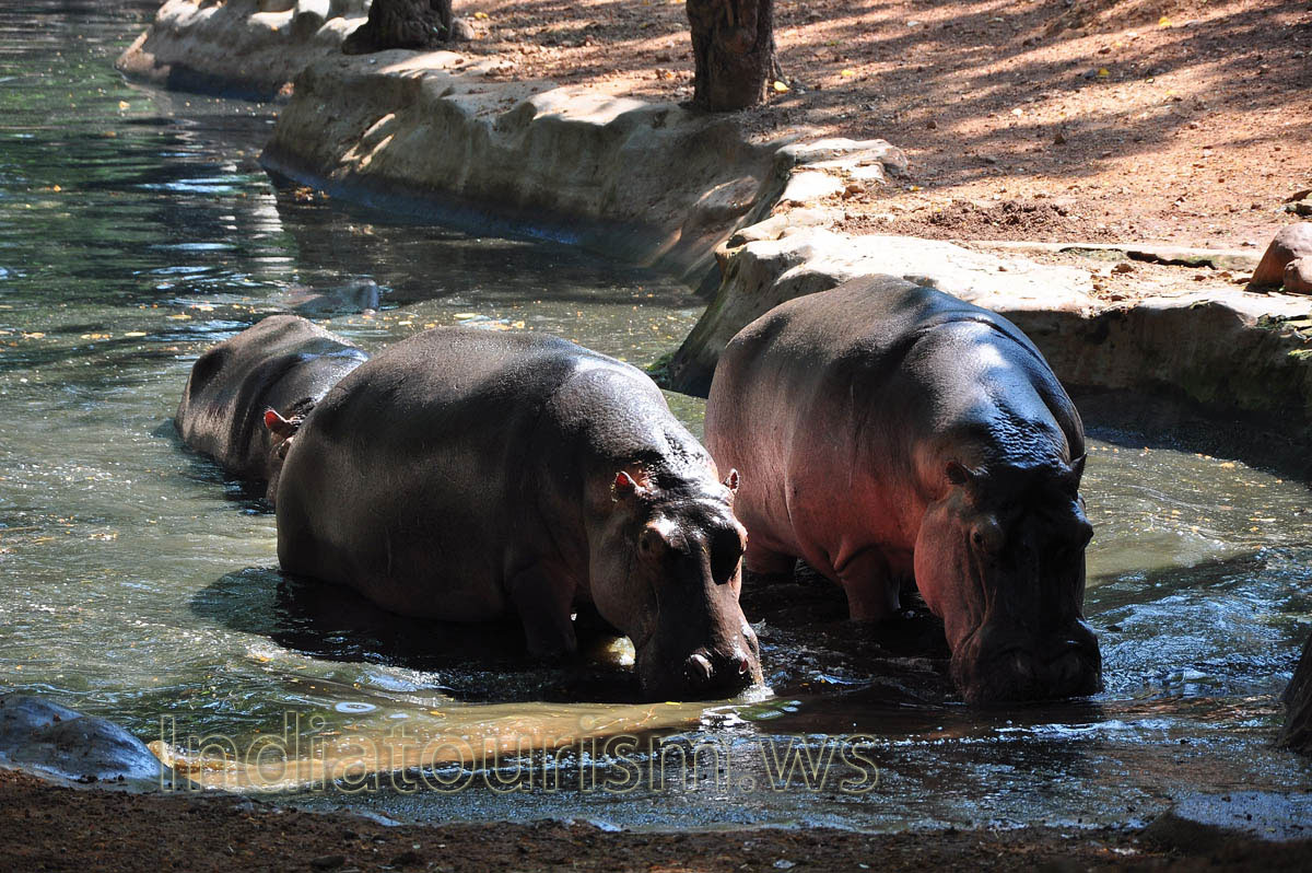 hippos leave the water