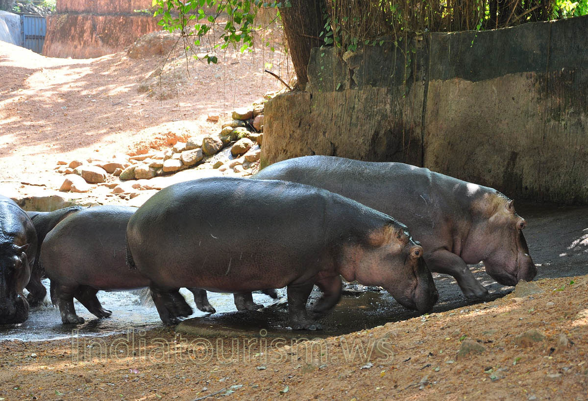 small hippopotamuses
