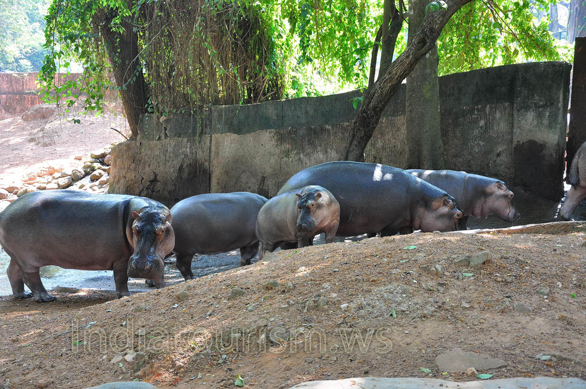 hippopotamuses in the shade