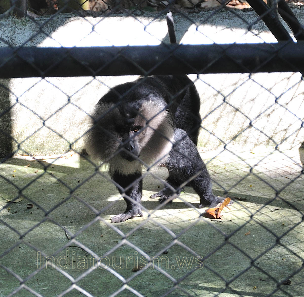 simhavalan kurangu - lion tailed macaque (macaca silenus)
