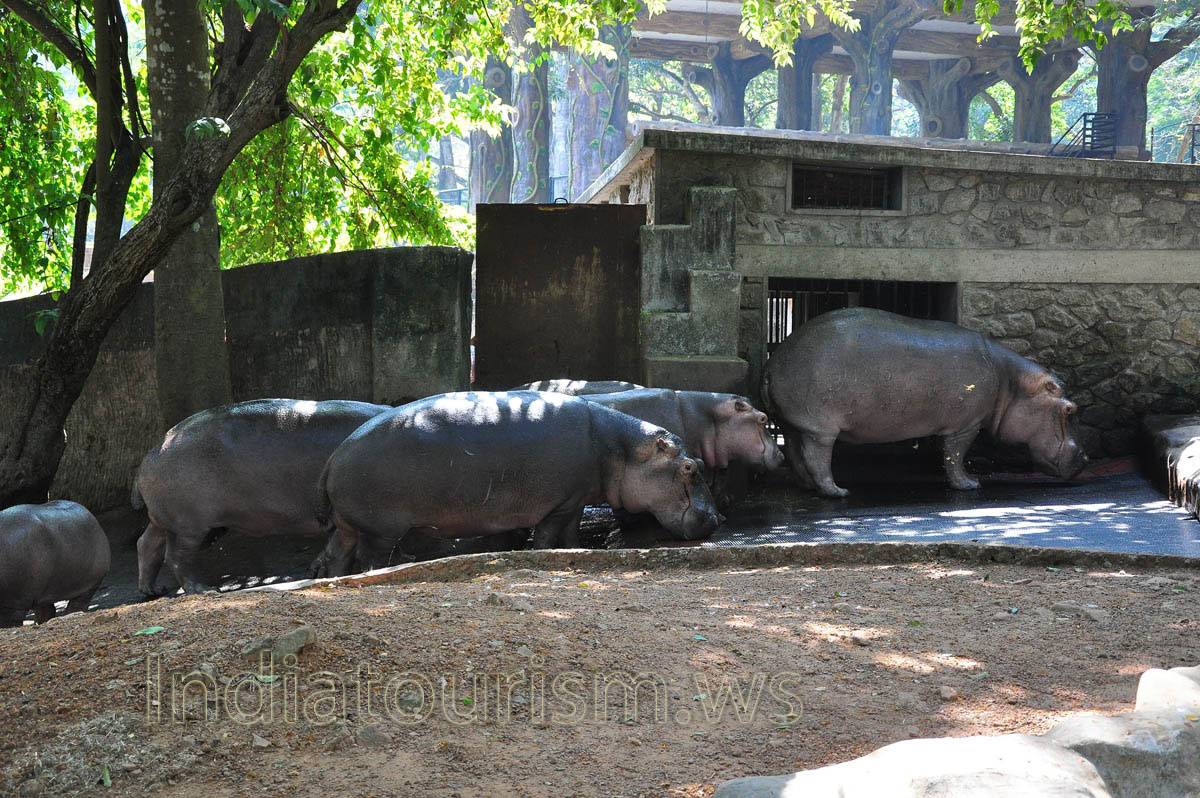 hippopotamuses go to the gate of the paddock