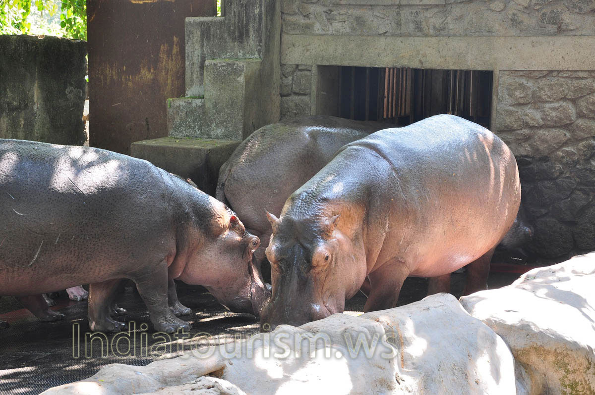 huge hippopotamuses