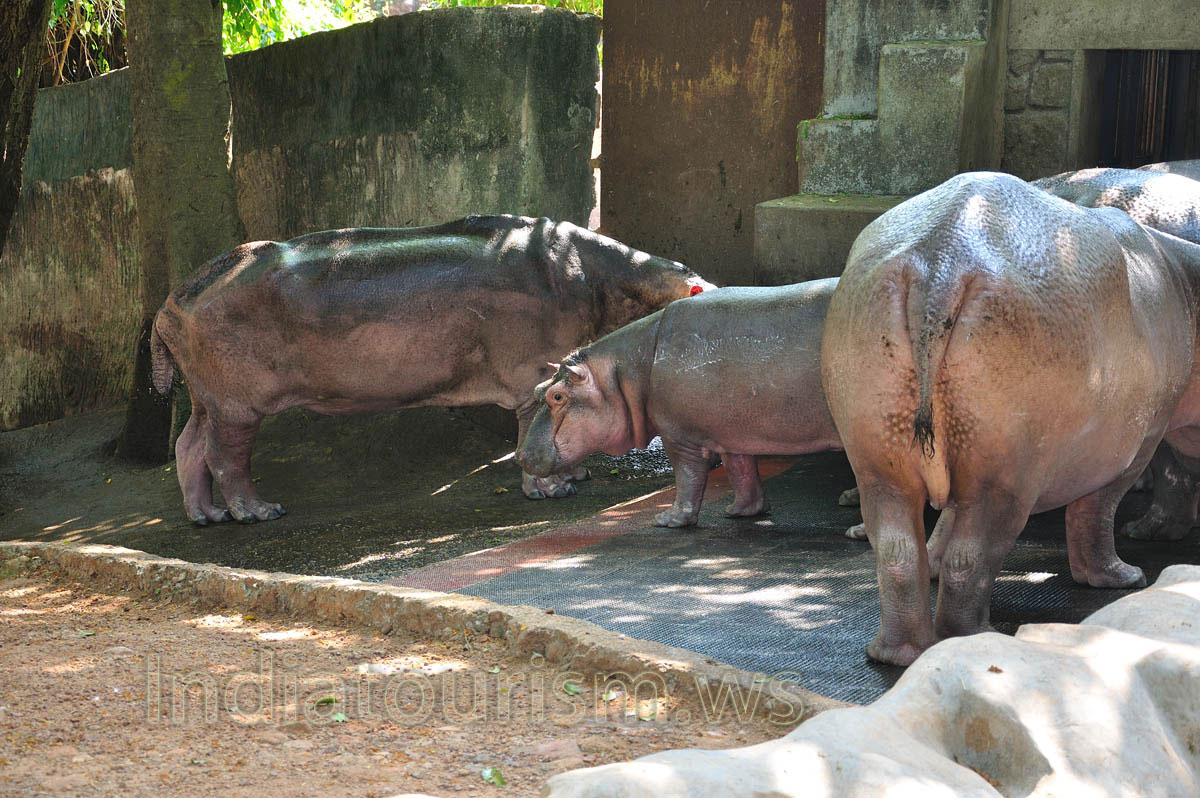 pink skin of the hippos