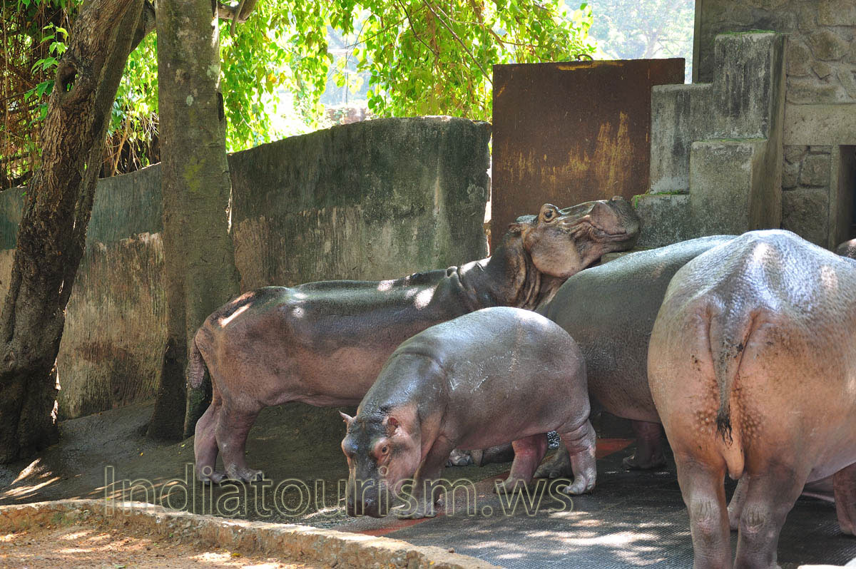 very old hippopotamus