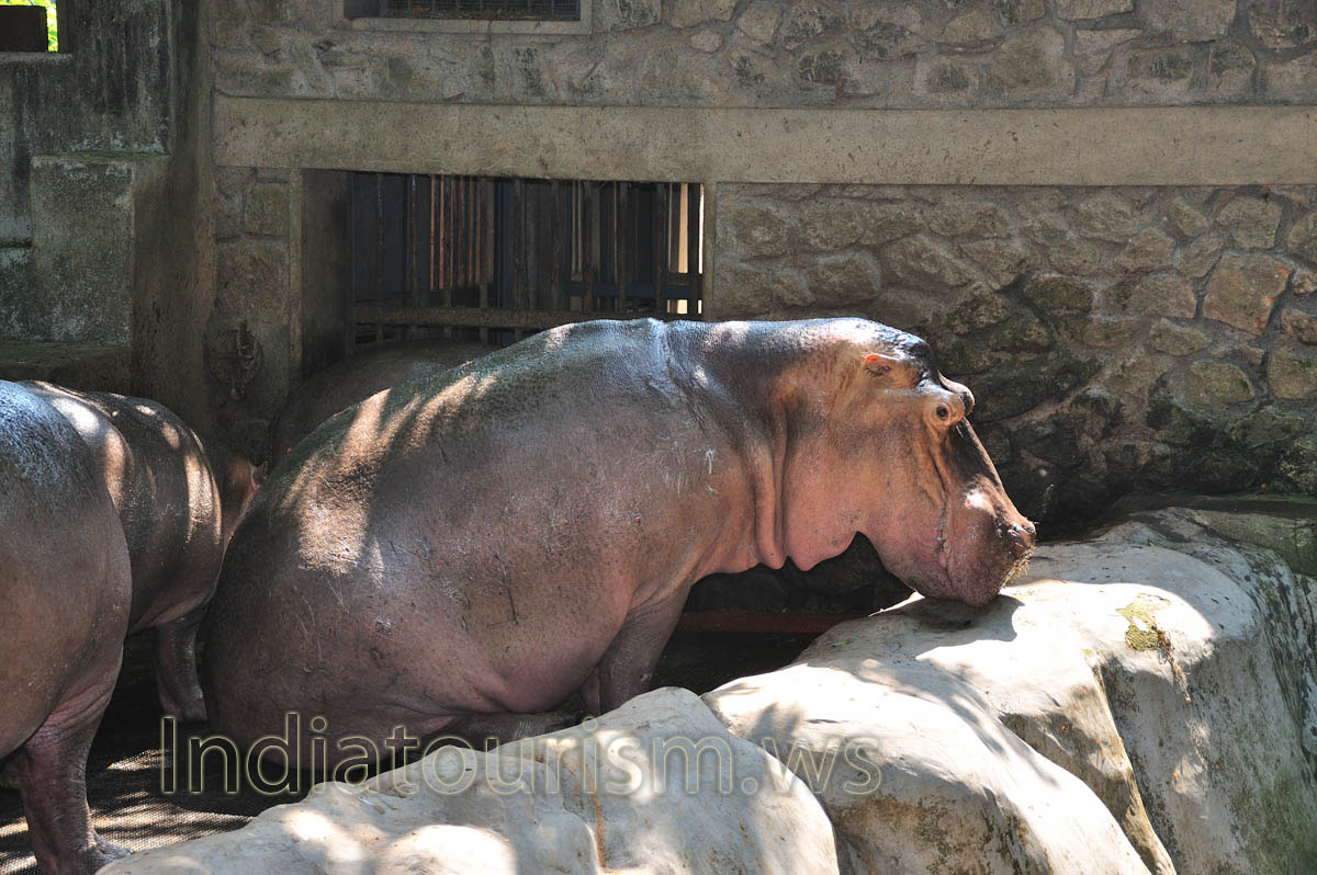 lucky hippo occupied the place in the shade