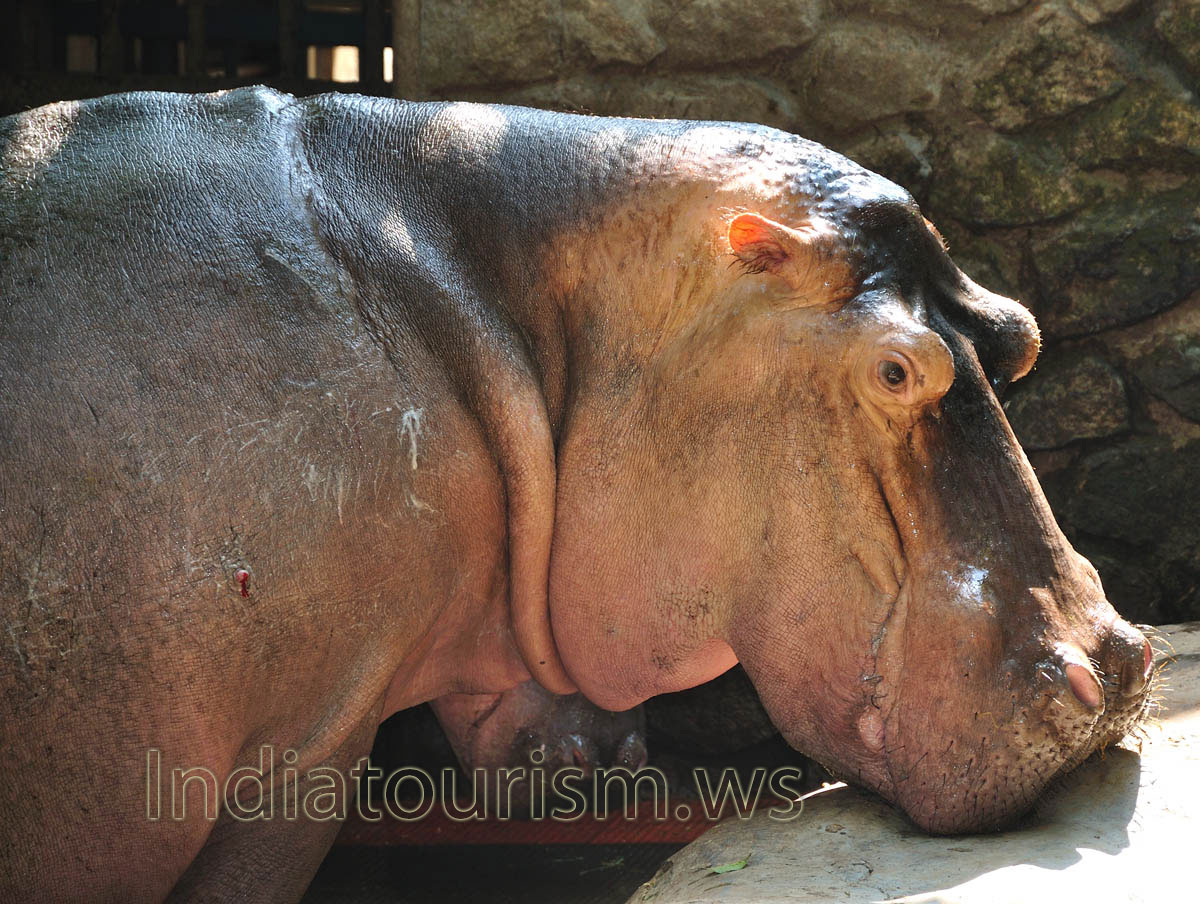 hippo looks at me