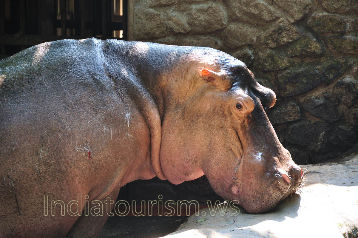 large head of the hippopotamus