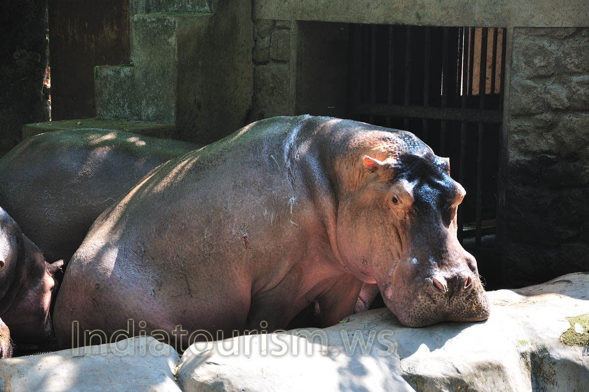 hippo lays his head on the stone