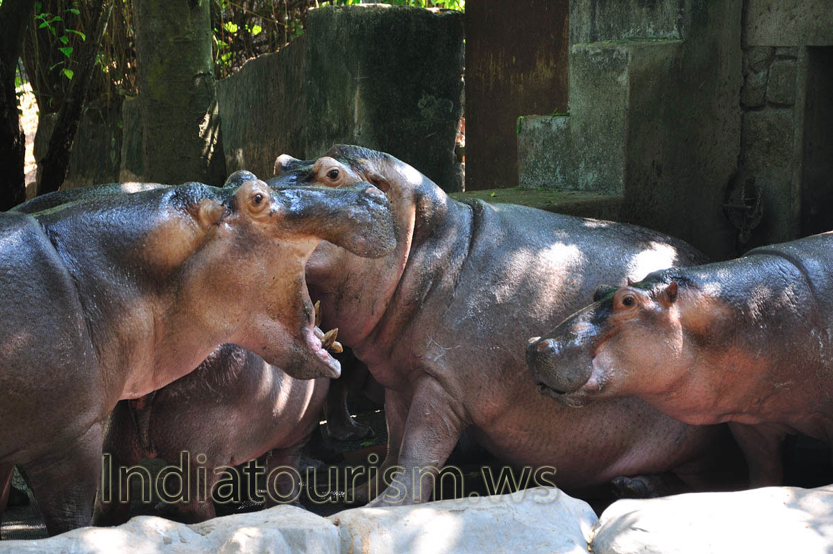hippopotamus can be aggressive