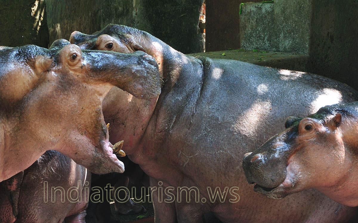 open mouth of the hippopotamus